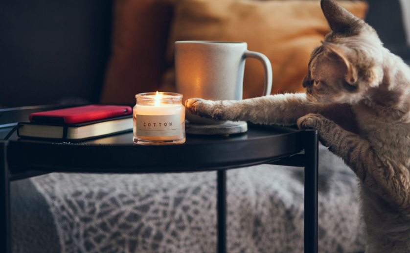 Buscando Atenção: Seu Gato Quer um 'Oi' Secreto? - inspiração 1