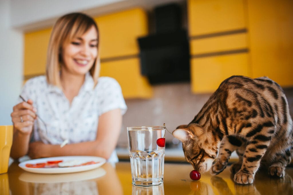 Tédio Felino: Uma Mesa Cheia de Possibilidades Desconhecidas - inspiração 2