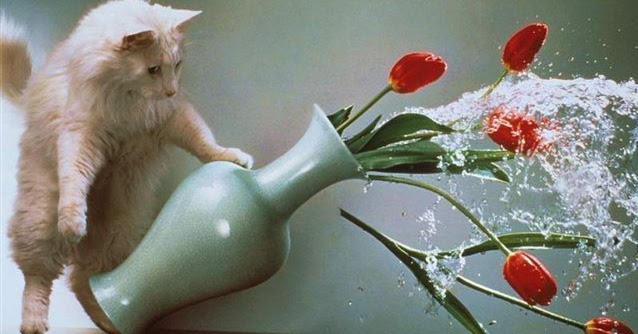 Saúde e Bem-Estar: Sinais de Desconforto ou Dor? - inspiração 1