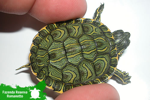 O Aquário Perfeito: Tamanho e Configuração - inspiração 2