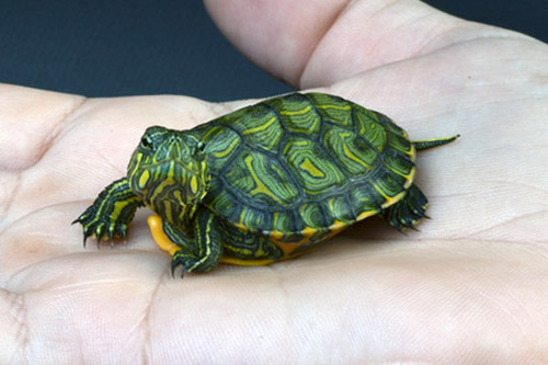 Limpeza e Manutenção do Aquário: Rotina Essencial - inspiração 1