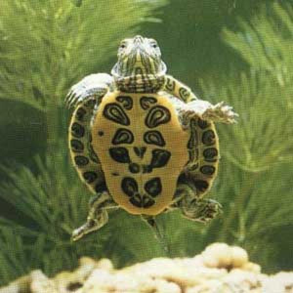 Filtragem Eficiente: Mantendo a Água Cristalina - inspiração 1