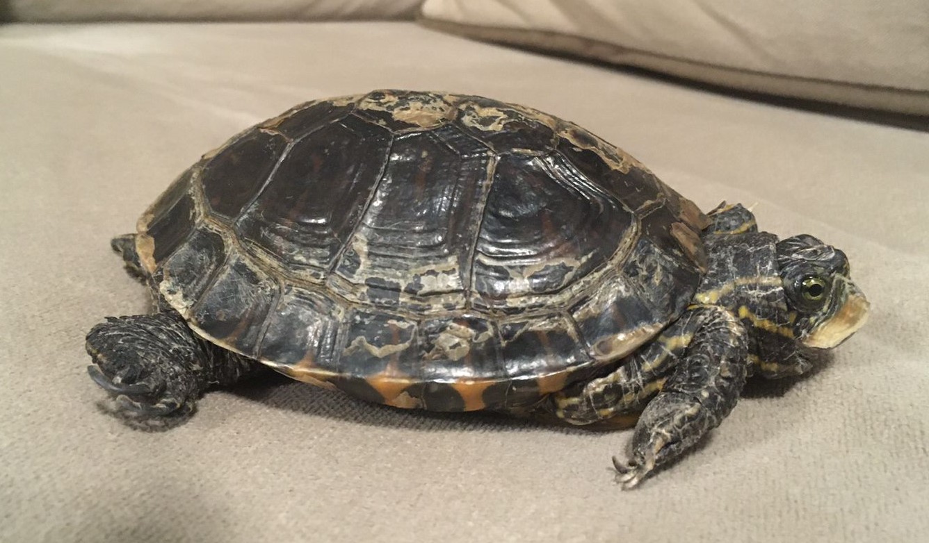 Filtragem Eficiente: Mantendo a Água Cristalina - inspiração 2