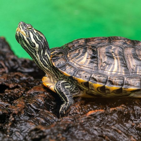 A Base da Alimentação: O Que Sua Tartaruga Come? - inspiração 1