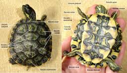 Frequência das Refeições: Quantas Vezes Alimentar Seu Pet? - inspiração 1
