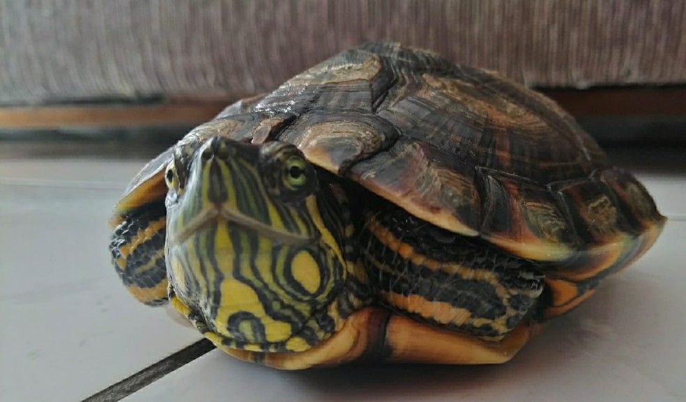 Frequência das Refeições: Quantas Vezes Alimentar Seu Pet? - inspiração 2