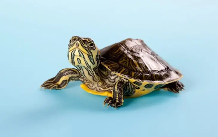 Suplementação Importante: Cálcio e Vitaminas - inspiração 2