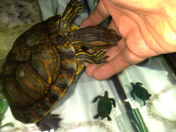 Hidratação Constante: Água Fresca Sempre - inspiração 2