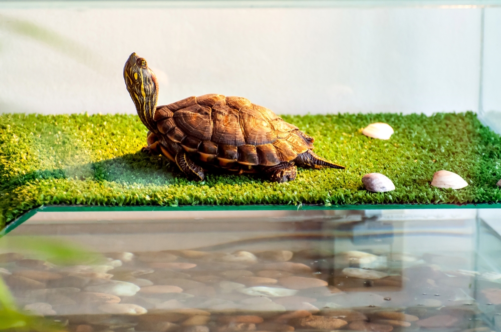 Observando Sinais de Saúde: O Que é Normal e o Que Preocupar? - inspiração 2