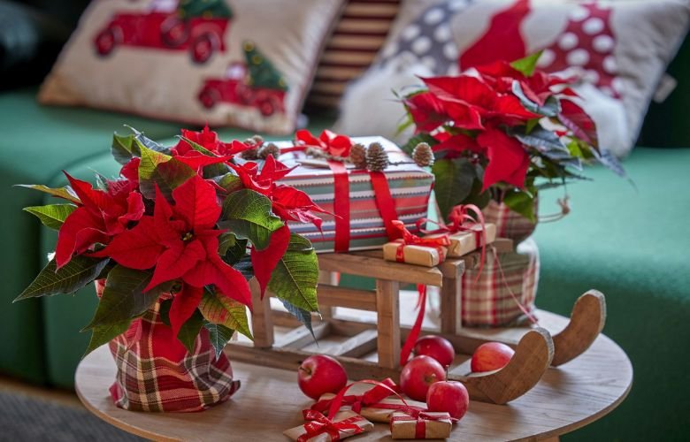 5 ideias de títulos