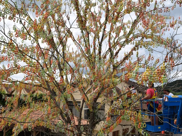 Osterbaum em Pomerode: A História da Maior Árvore de Páscoa do Mundo
