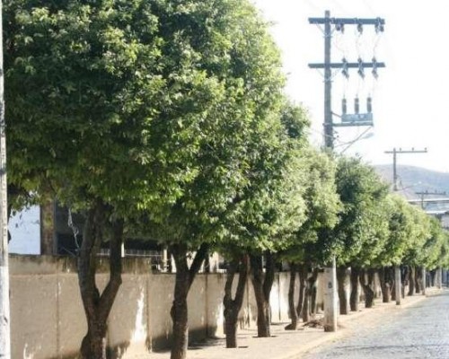 qual a melhor árvore para plantar na calçada