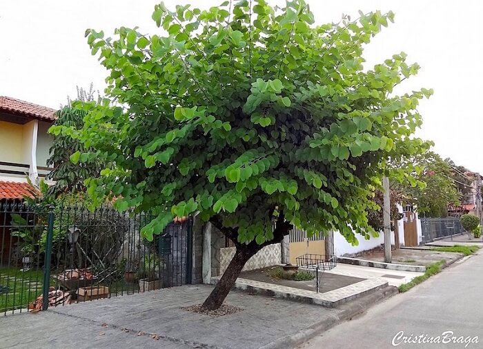 árvores que não quebram o asfalto