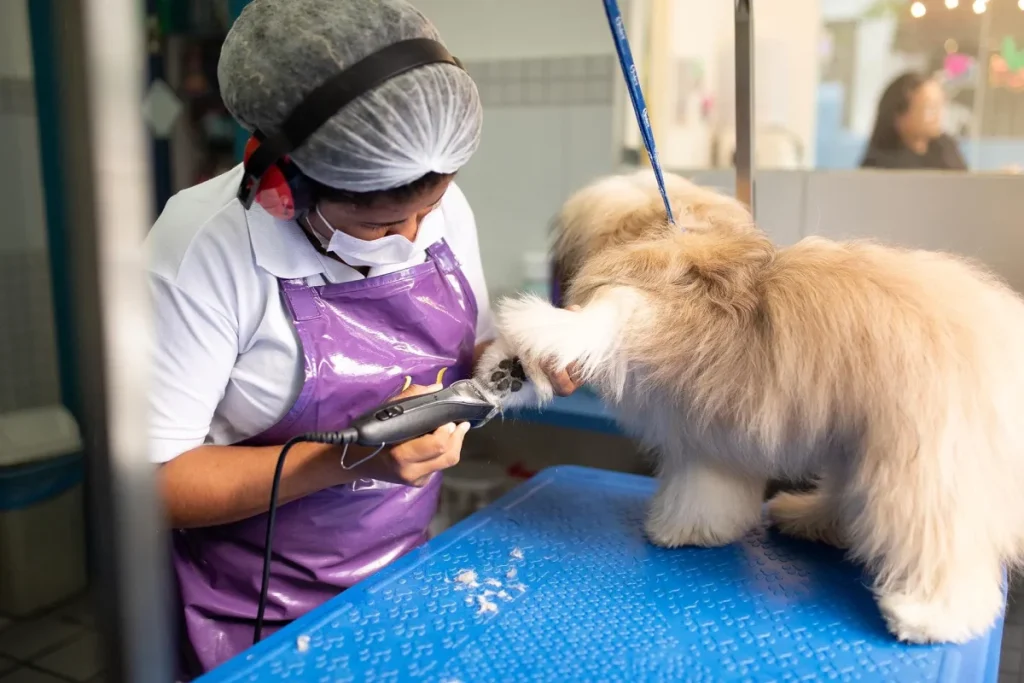 banho e tosa em pet shop ou em domicílio qual o melhor