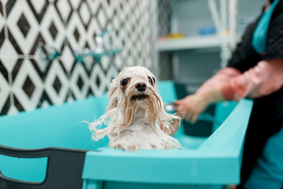 banho e tosa em pet shop versus domicílio qual a melhor opção