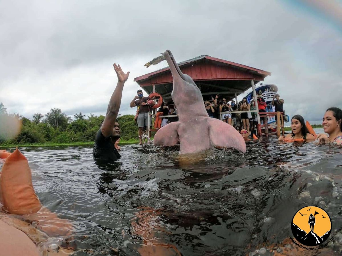 Guia Completo para o Passeio com Botos em Manaus