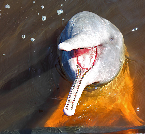Os Melhores Restaurantes de Manaus para Saborear a Culinária Local