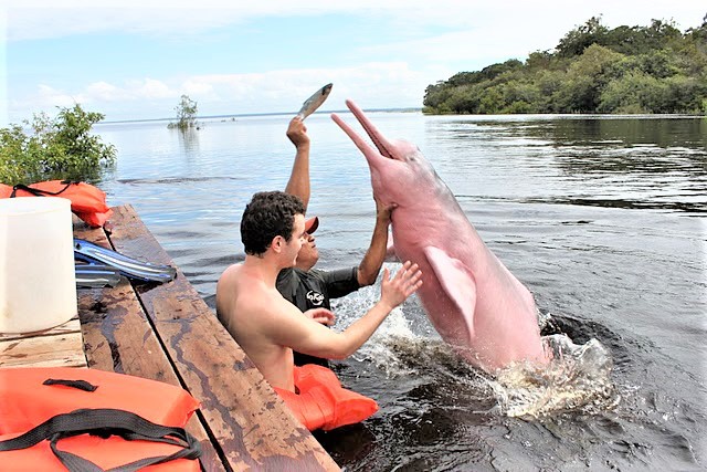 Guia Completo para o Passeio com Botos em Manaus