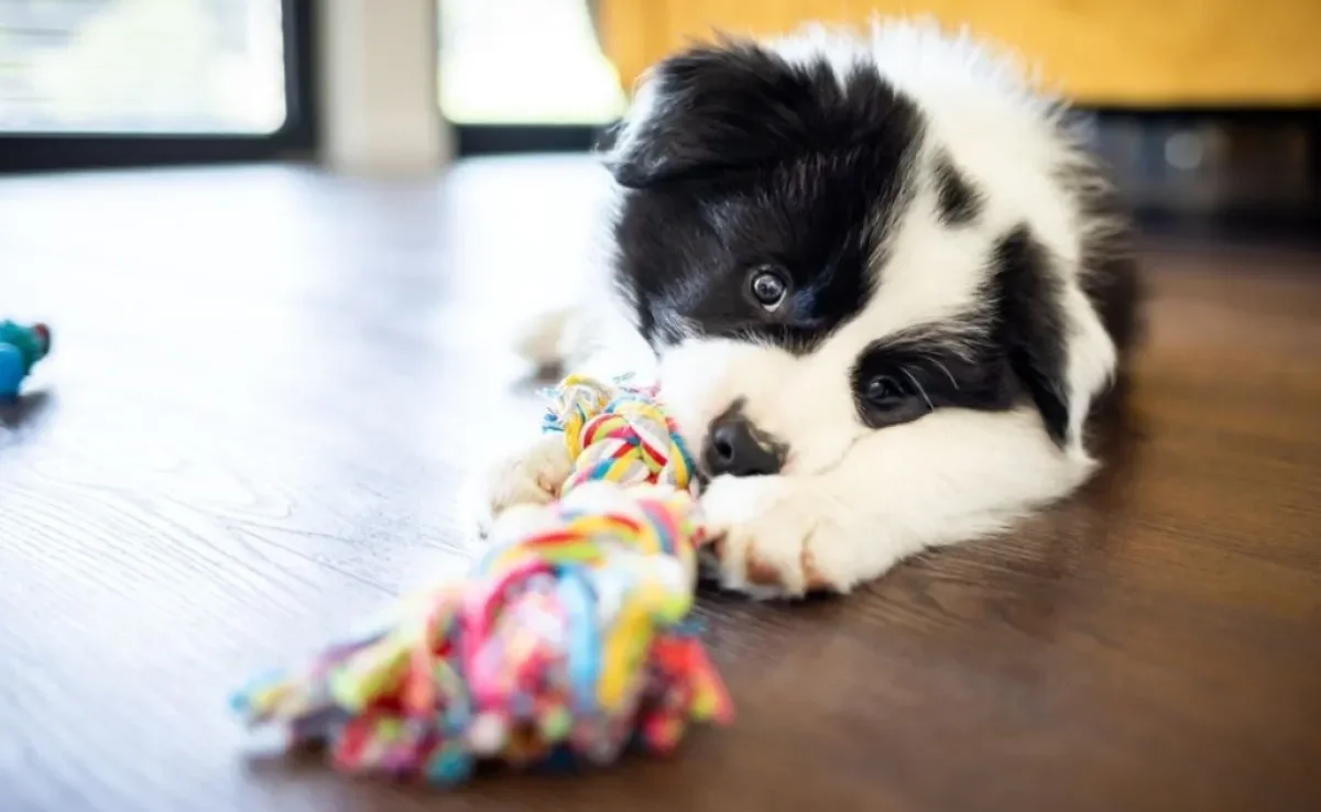 5 Brinquedos de Corda Caseiros para Cães: Diversão Garantida!