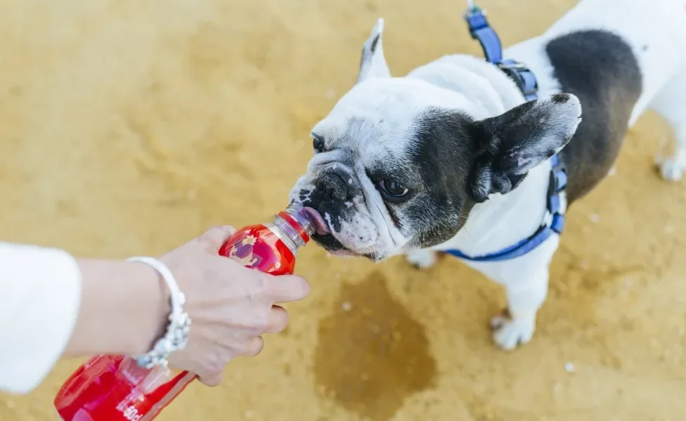 bulldog francês pode fazer exercícios no calor