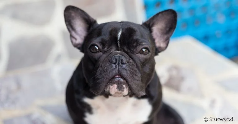 como o calor afeta o bulldog francês