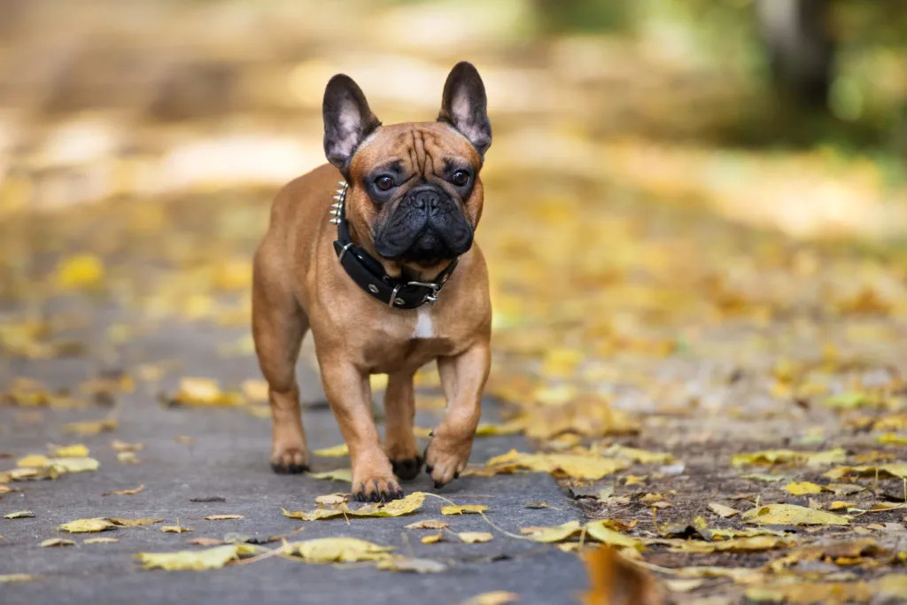 erros comuns ao exercitar bulldog francês no calor