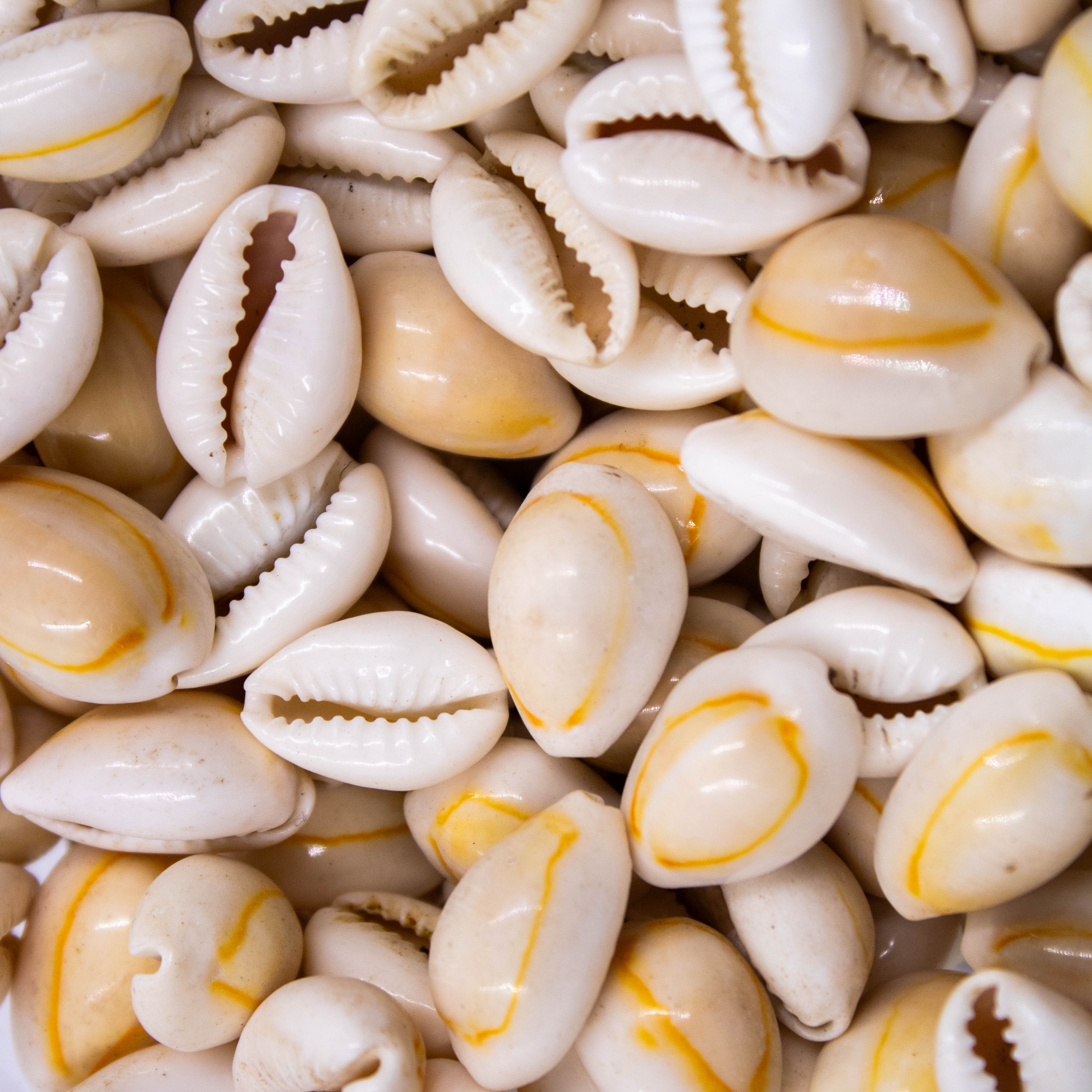 onde comprar conchas de búzio