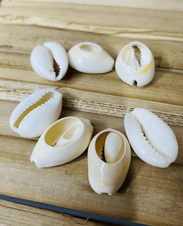 onde comprar conchas de búzio