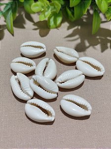 búzios para decoração