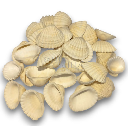tipos de búzios