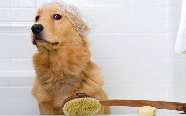cachorro com medo de água (banho)