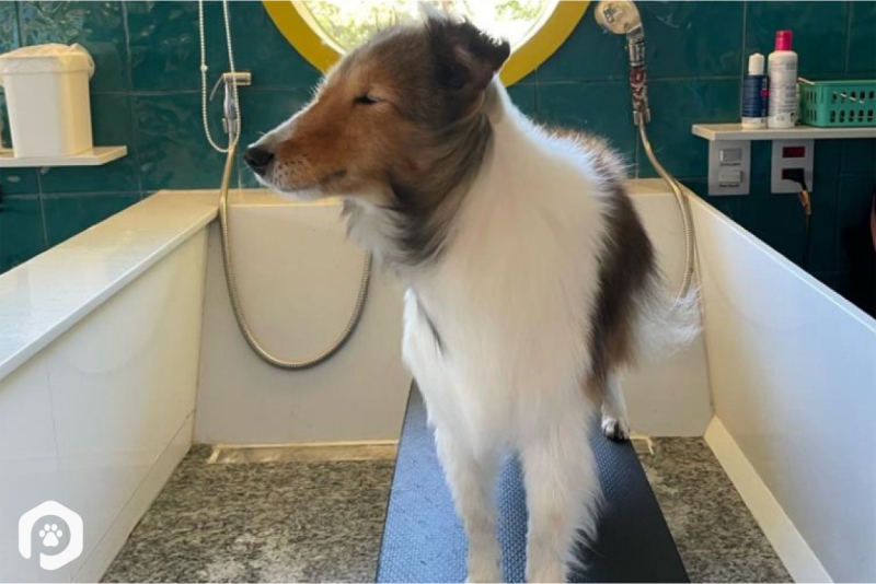 banho de mangueira vs banho de chuveiro para cachorro com medo