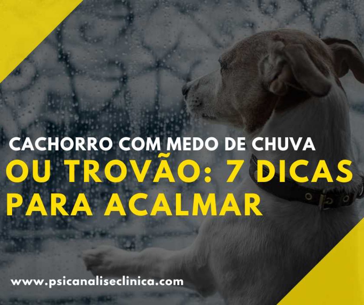 Guia Completo: Como Criar um Porto Seguro Perfeito para seu Cão Medroso