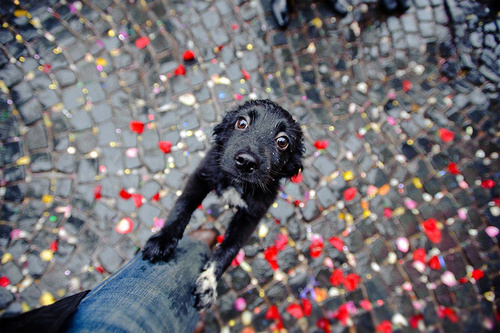 cachorro com medo de chuva e vento