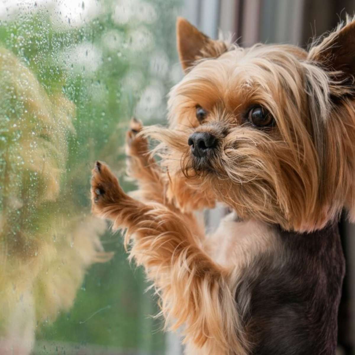 ThunderShirt e Outras Soluções: Produtos para Acalmar Cães com Medo de Chuva