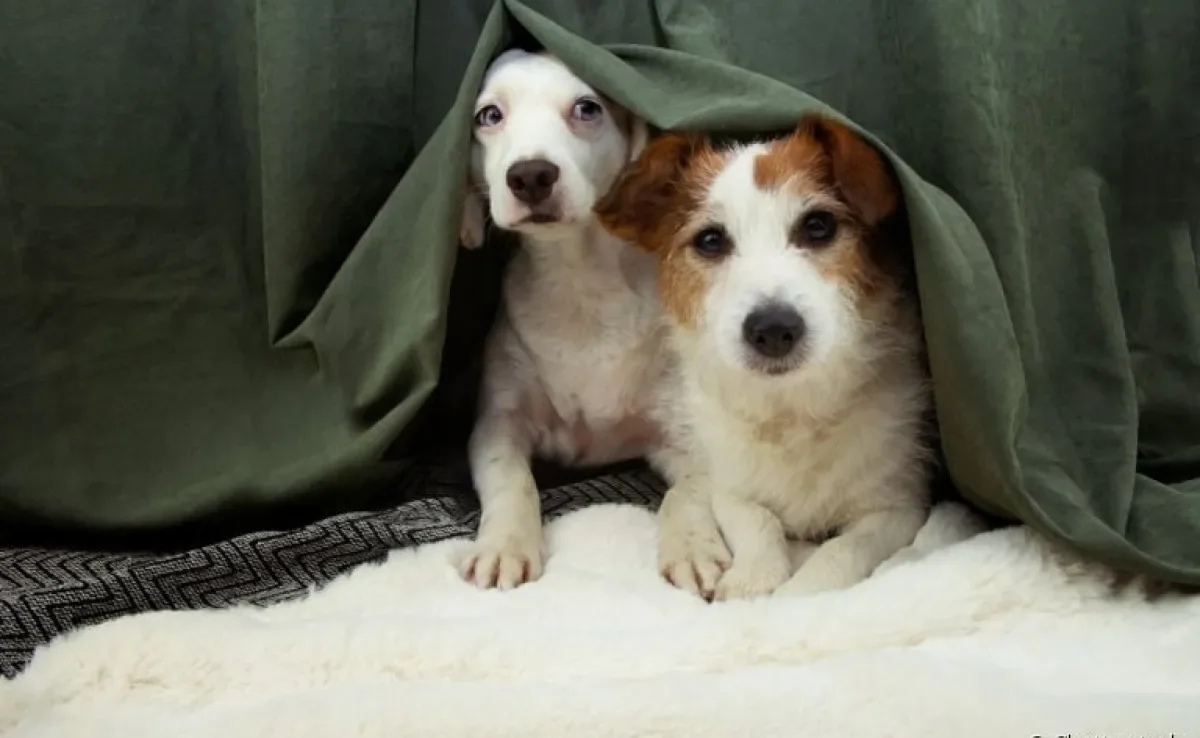 Dessensibilização Sonora: Treinando seu Cão para Lidar com Trovões e Fogos