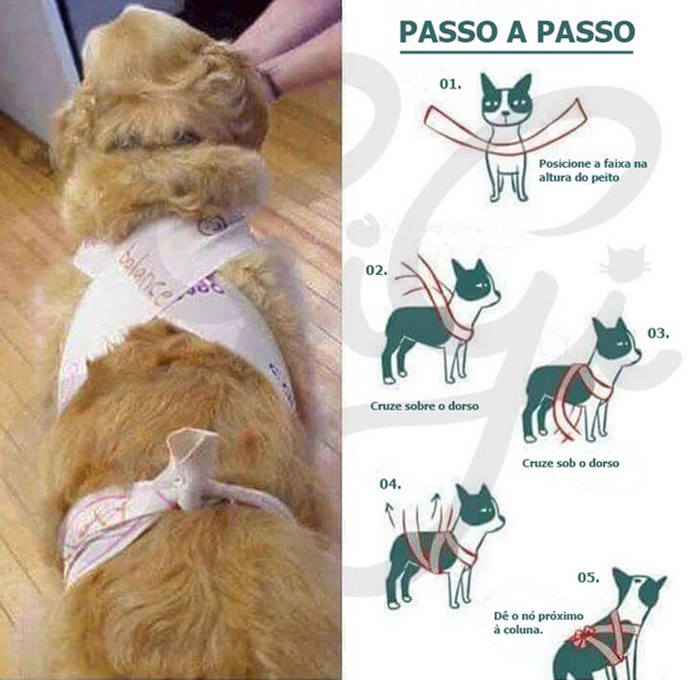 cachorro com medo de fogos dicas