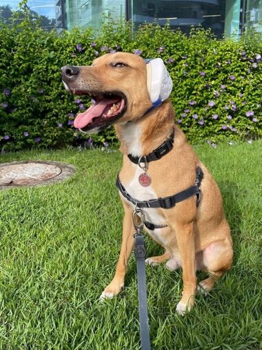 erros comuns ao tentar acalmar cachorro com medo de barulho