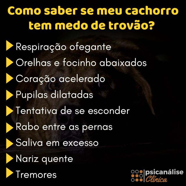 cachorro com medo de trovão o que fazer na hora