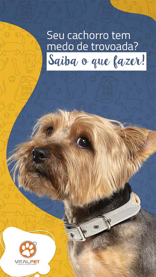 Técnica Tellington TTouch: Guia passo a passo para acalmar seu cão