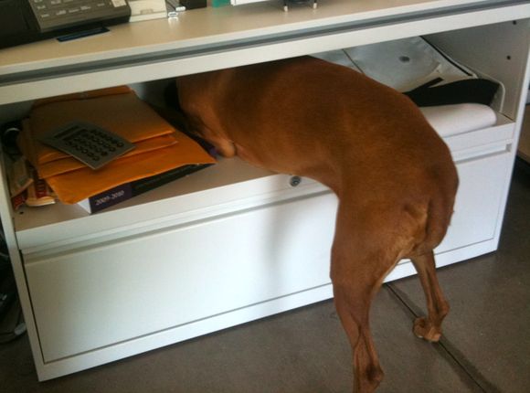 Brinquedos e petiscos que ajudam a reduzir a ansiedade em cães