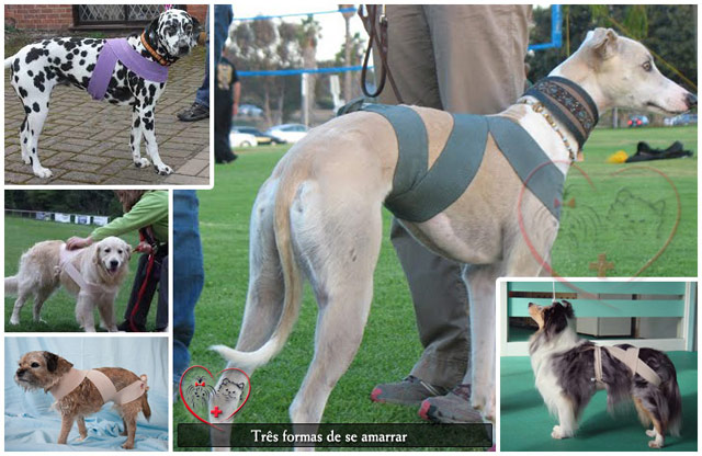 cachorro com medo de trovão o que fazer na hora