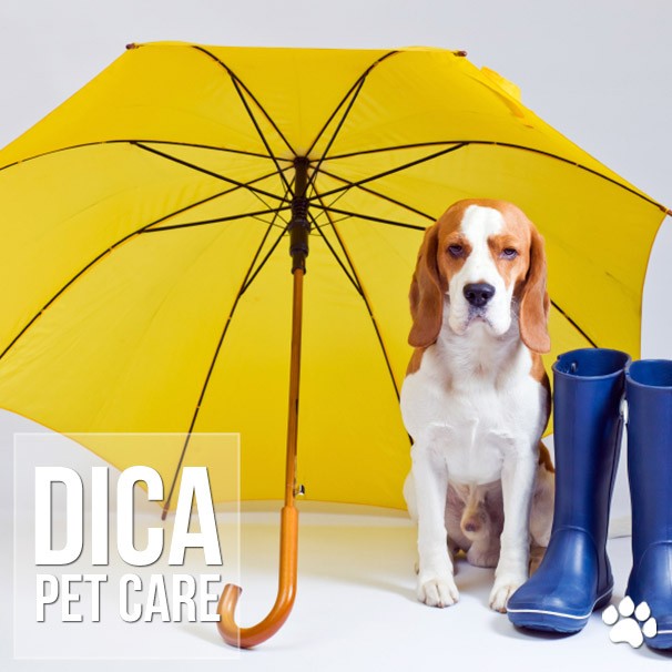 Técnica Tellington TTouch: Guia passo a passo para acalmar seu cão