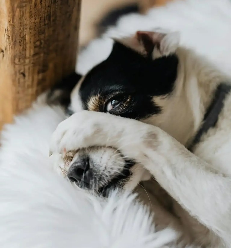 Calmantes naturais para cães: Chá de camomila e outras opções seguras