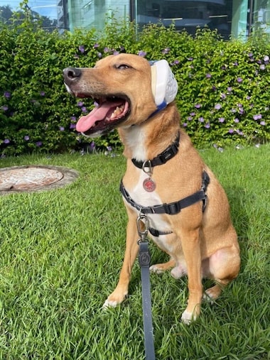 Medo de trovão em cachorros: Quando procurar um veterinário?