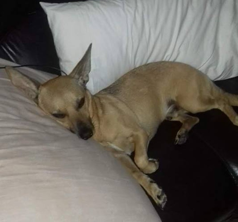 cachorro com soluço o que fazer