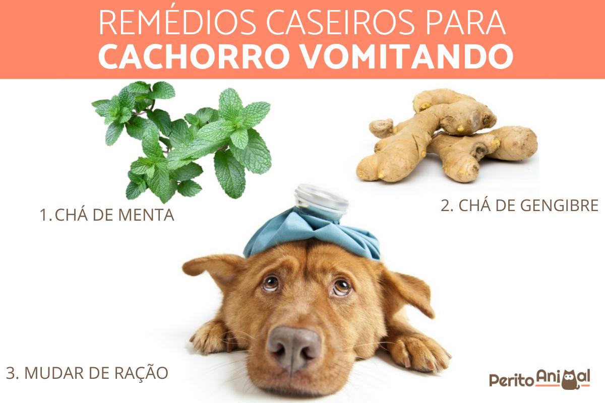 erros comuns ao alimentar cachorro que vomita