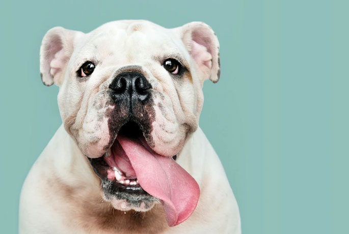 Alimentação Saudável para Cães: O Que Saber