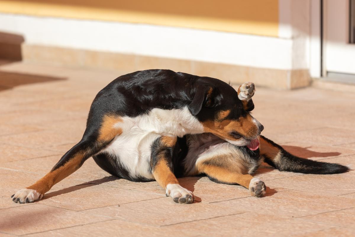 Quando Levar Seu Cão ao Veterinário: Sinais de Alerta
