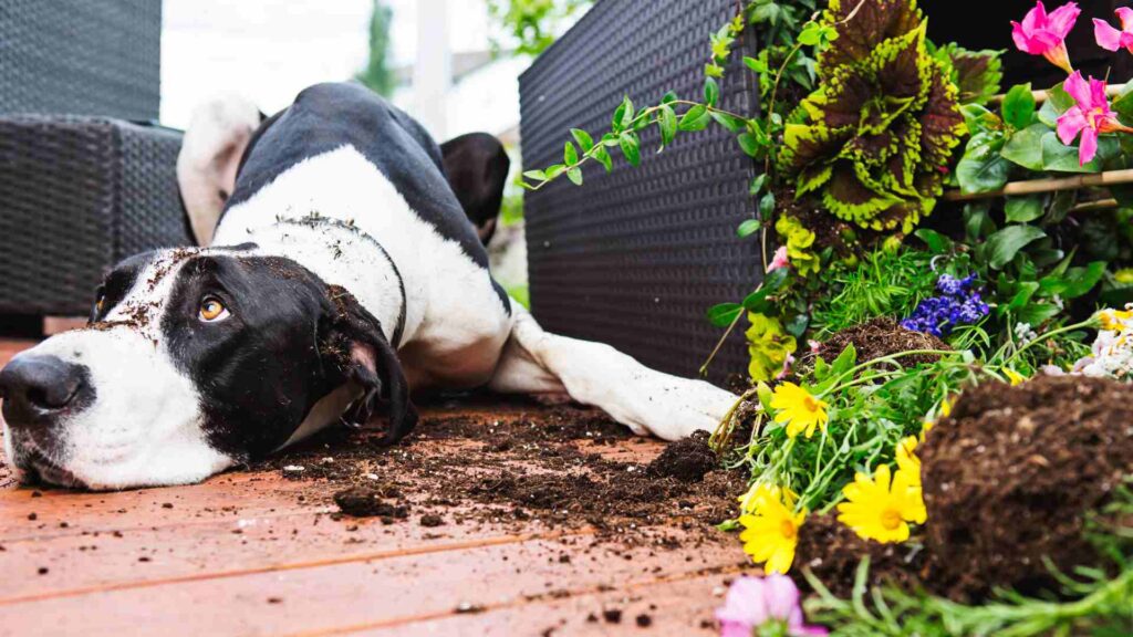 Sinais de Deficiência Nutricional em Cães